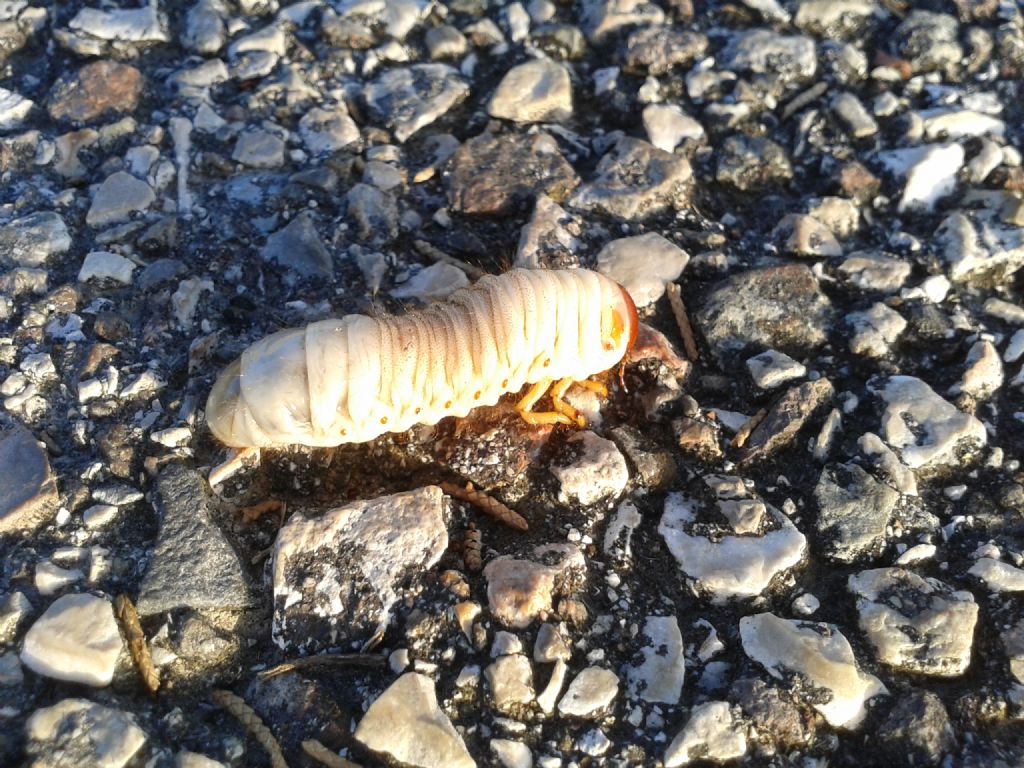 Larva di coleottero da determinare