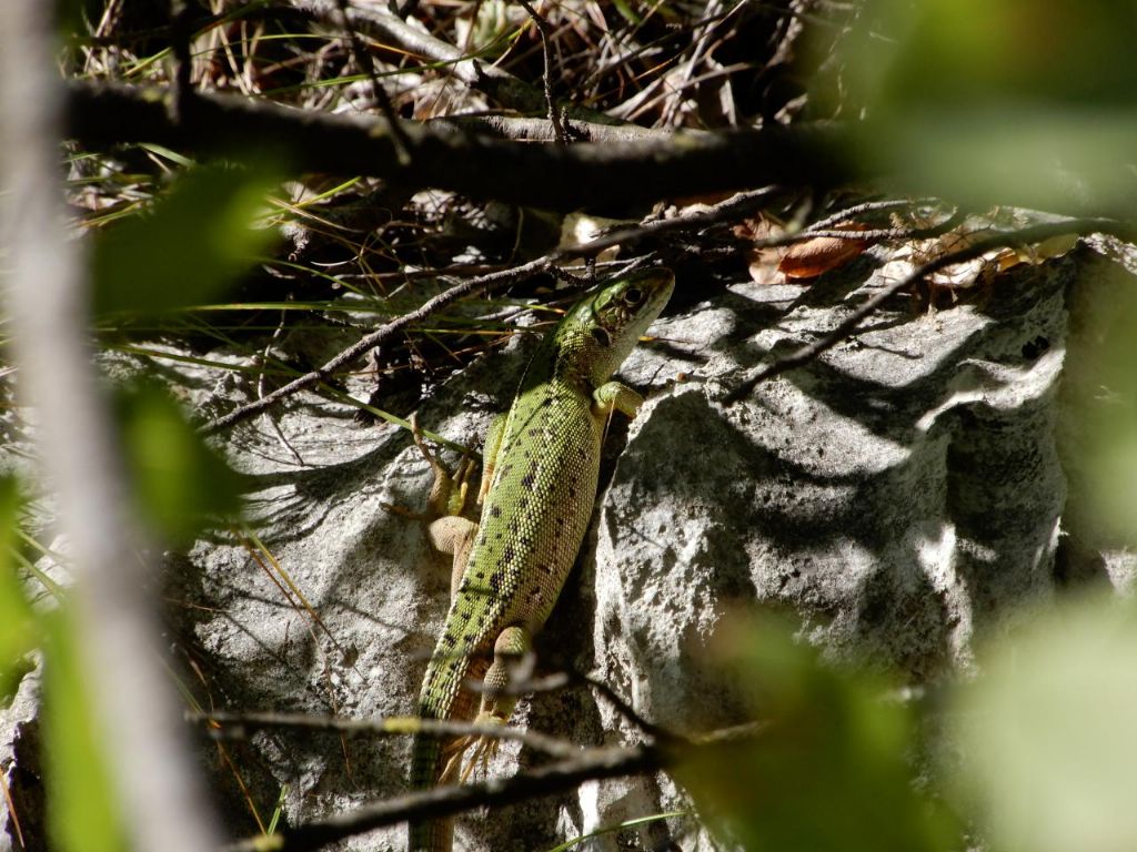 Lacerta bilineata (Ramarro occidentale), femmina