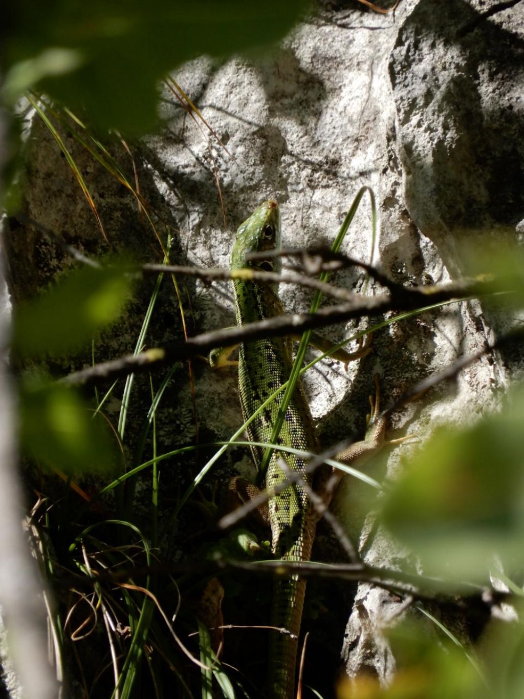 Lacerta bilineata (Ramarro occidentale), femmina