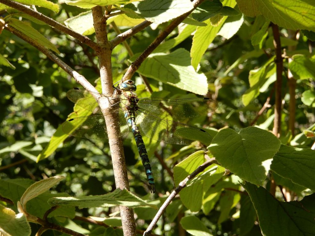 Aeshna cyanea