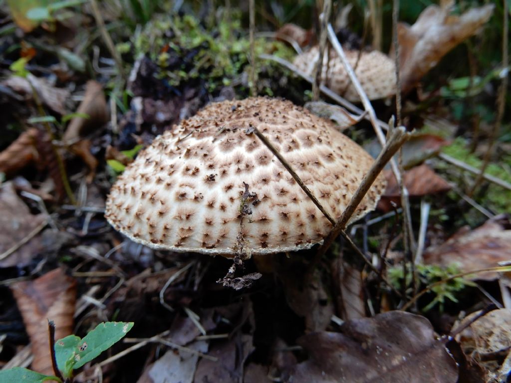 Identificare questi 2 funghi