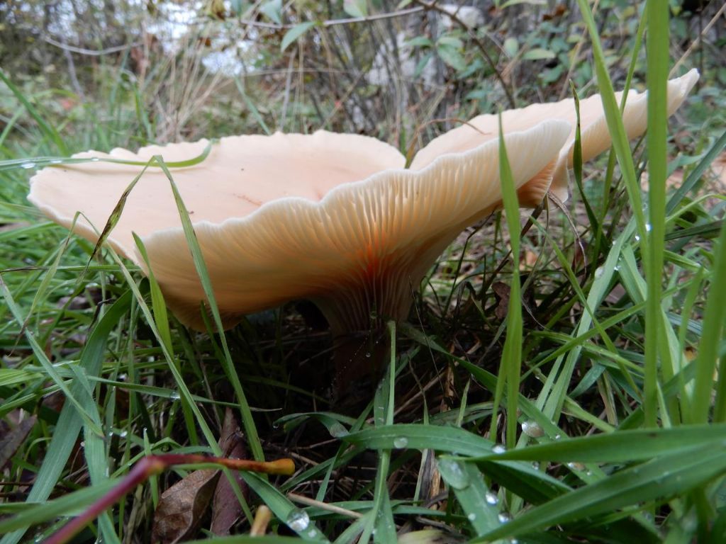 Fungo da determinate 3