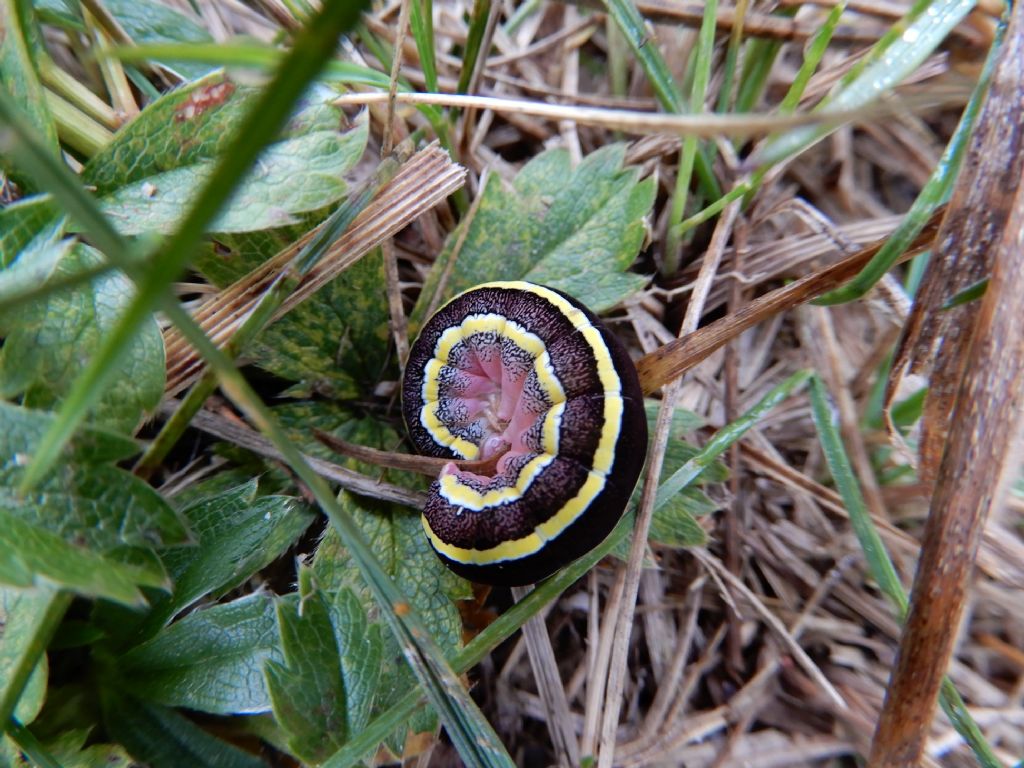 Larva da id.