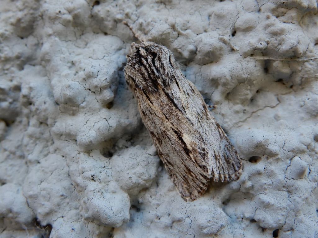 Asteroscopus sphinx - Noctuidae