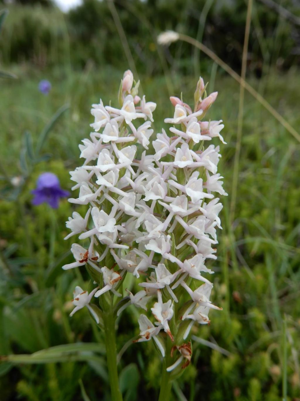 di che orchidea si tratta