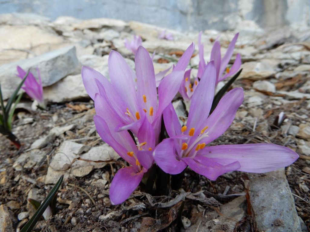 Colchicum bulbocodium o Bulbocodium vernum