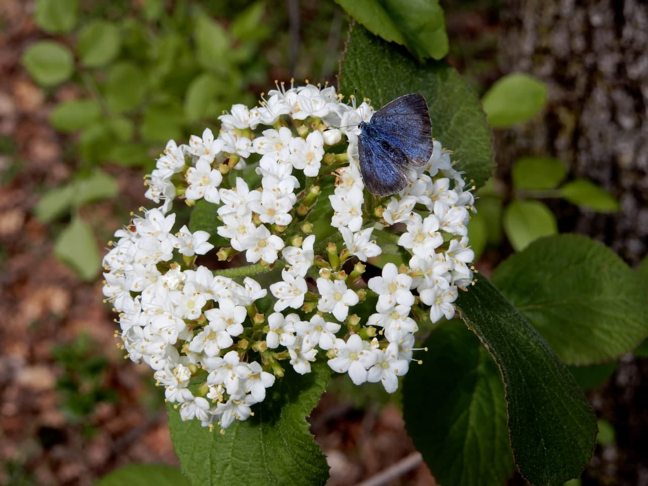 Celastrina argiolus, femmina - Lycaenidae