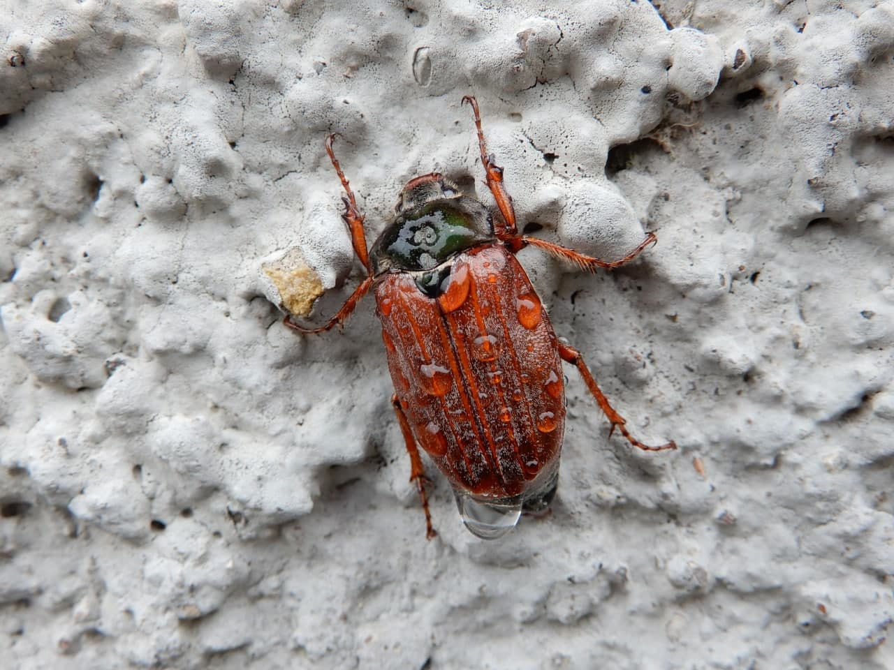 Melolonthidae: Anoxia villosa? No, maschio di Melolontha melolontha