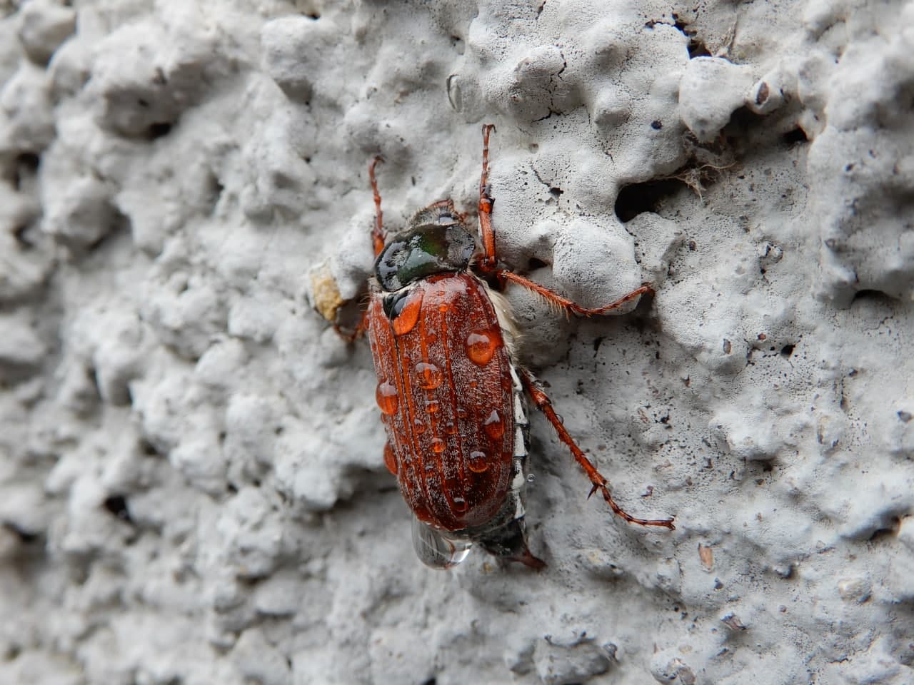 Melolonthidae: Anoxia villosa? No, maschio di Melolontha melolontha