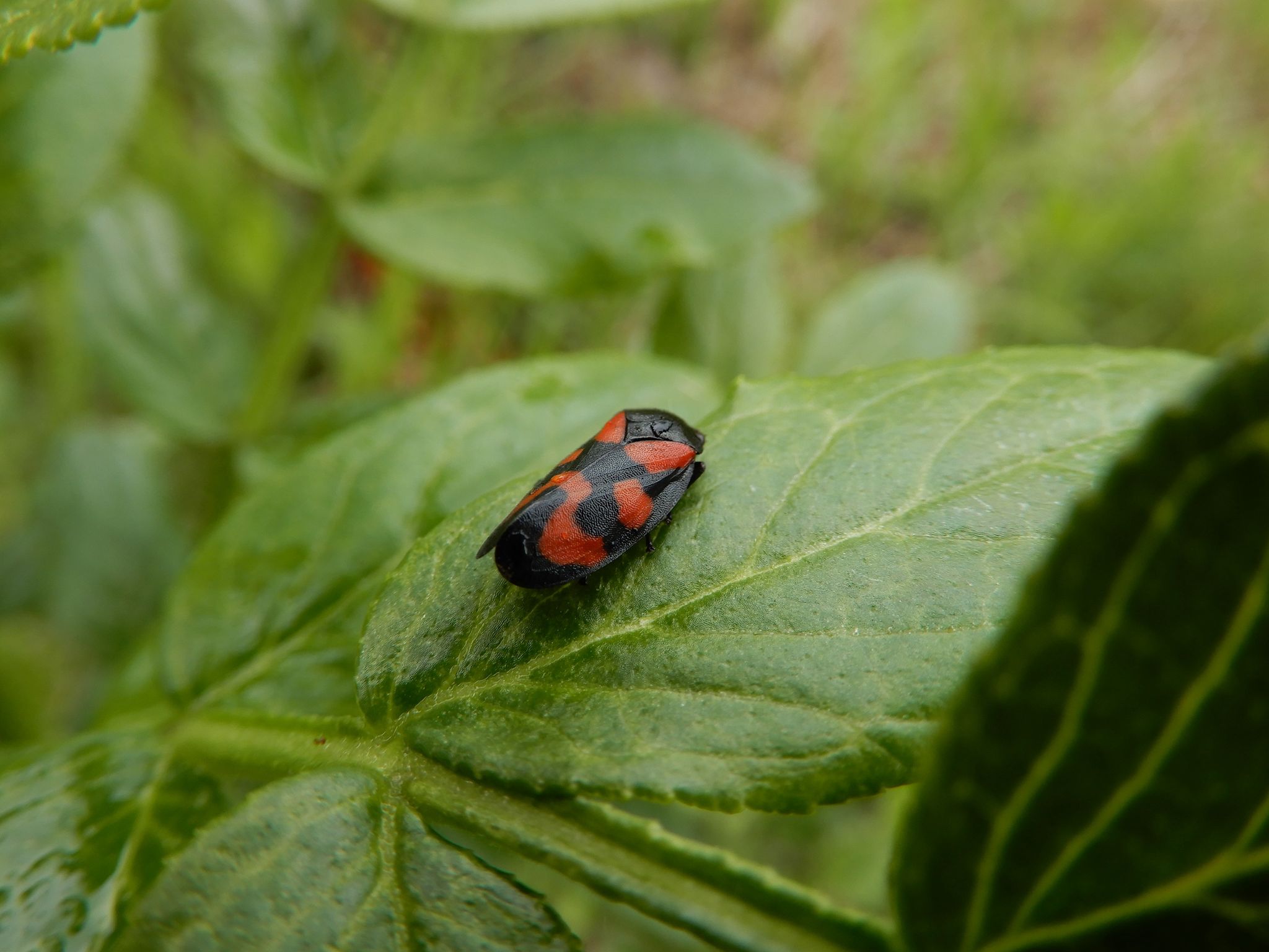 Di che Cercopis si tratta?  Cercopis vulnerata (Cercopidae)