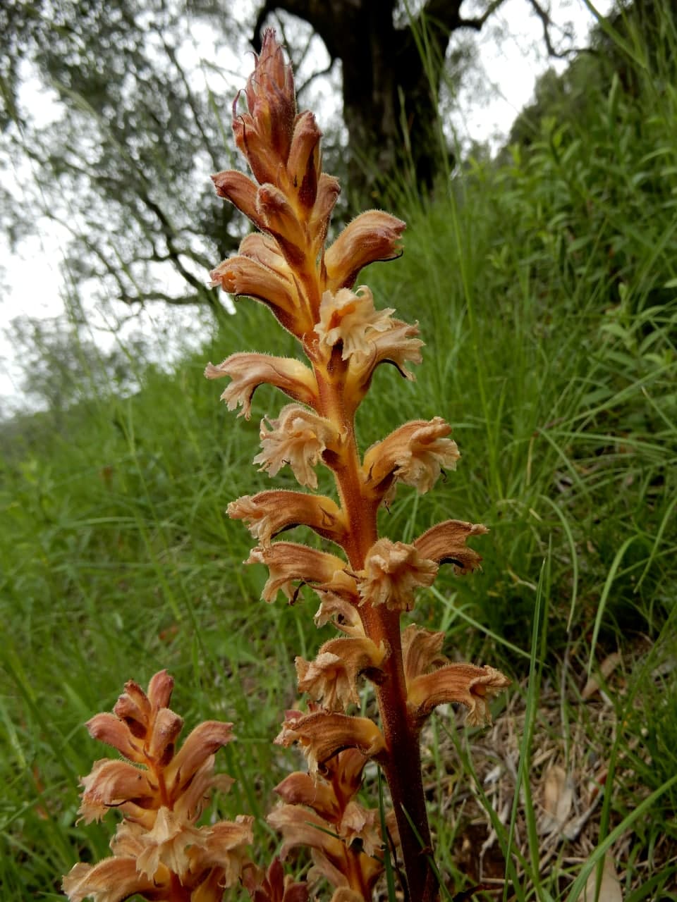 3 Orobanche da identificare