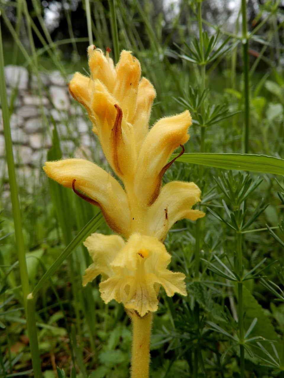 3 Orobanche da identificare