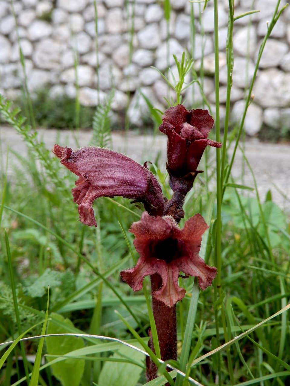 3 Orobanche da identificare