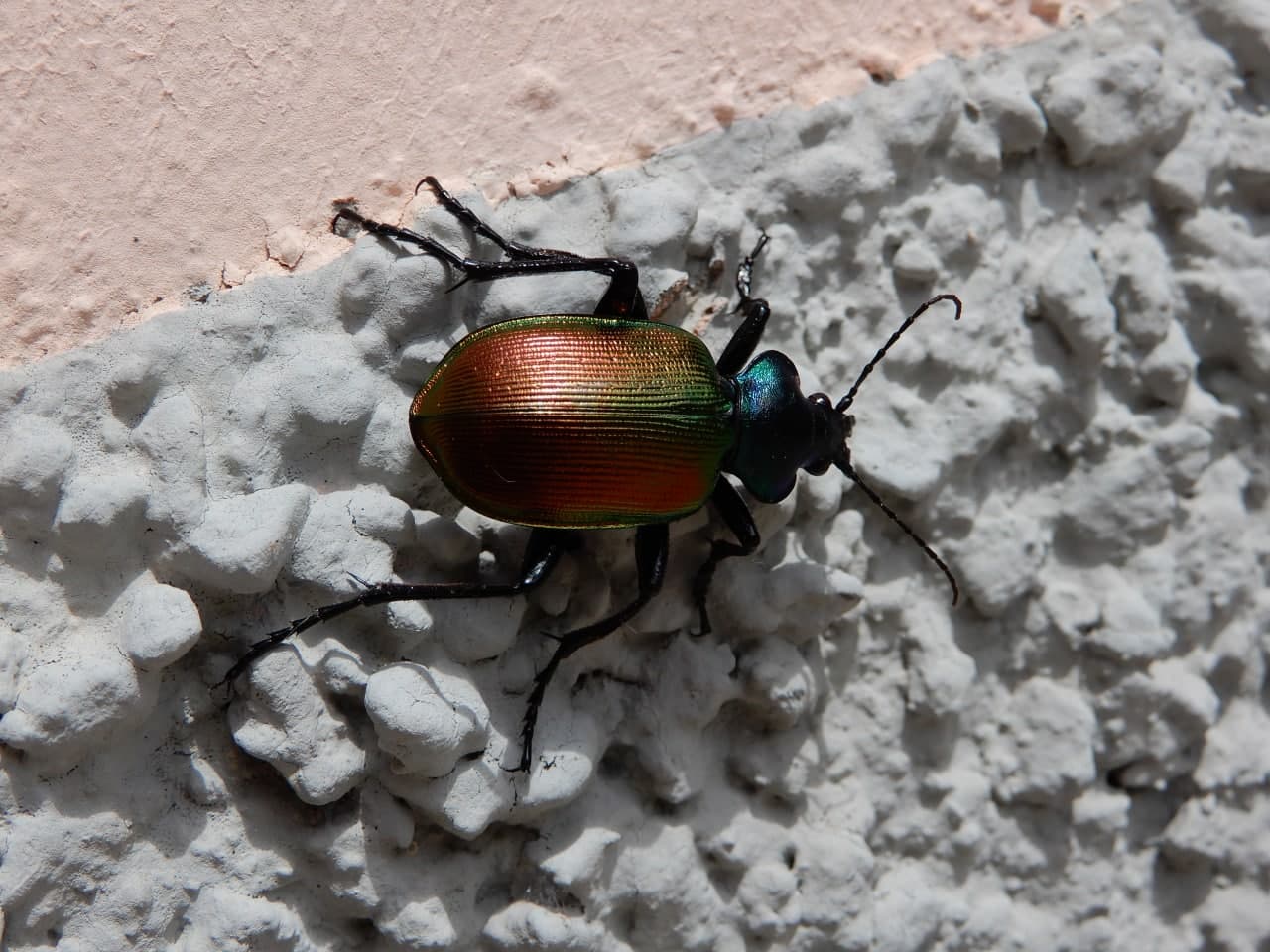 Carabidae: Calosoma sicophanta