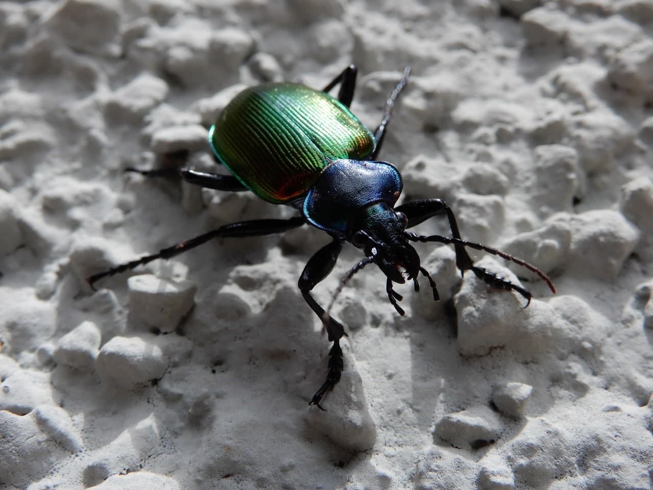 Carabidae: Calosoma sicophanta