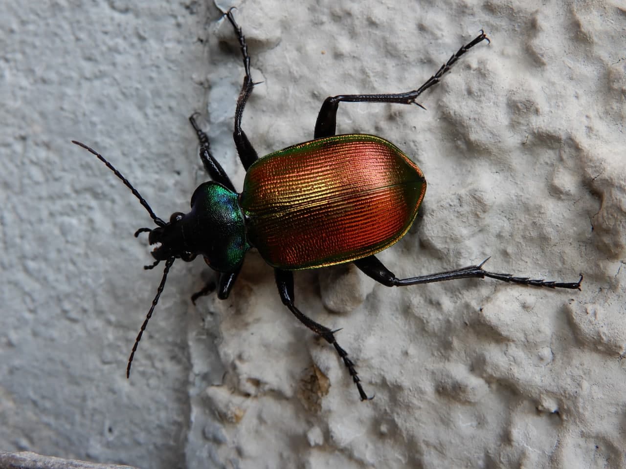 Carabidae: Calosoma sicophanta