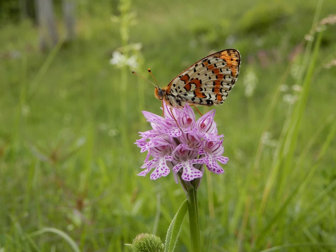 Melitaea didyma