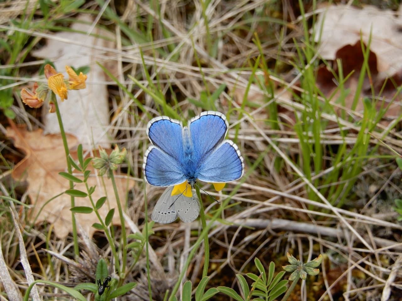 Polyammatus bellargus e Cupido minimus