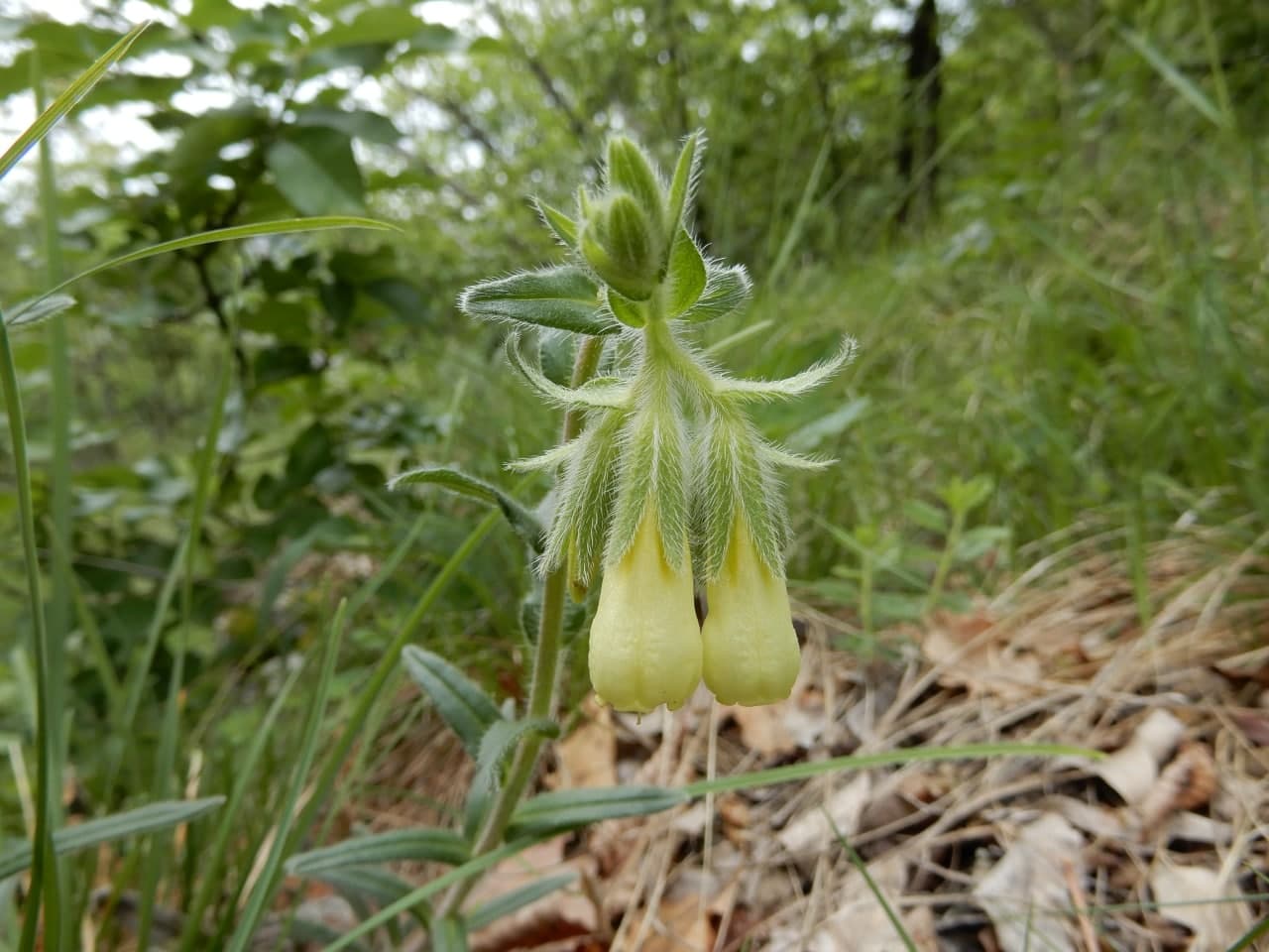 Onosma pseudoarenaria od O.helvetica?  O. pseudoarenaria subsp. helvetica (cfr.)