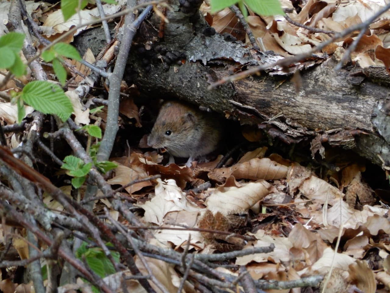 Si tratta d''un Apodemus sylvaticus? No, Myodes glareolus