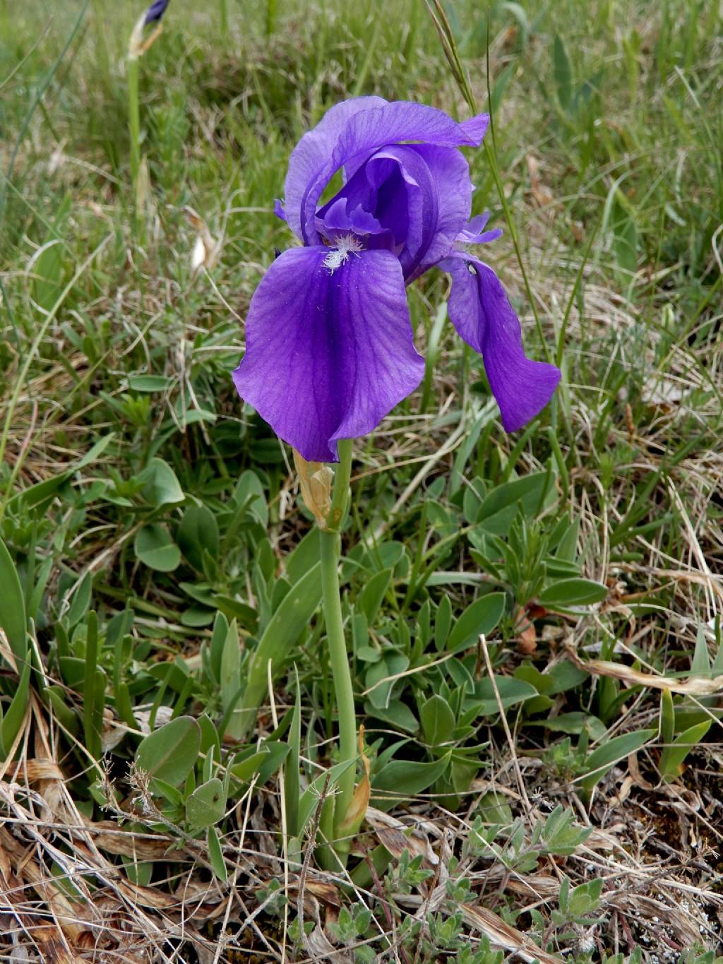 Di che Iris si tratta? Iris cengialti subsp. veneta