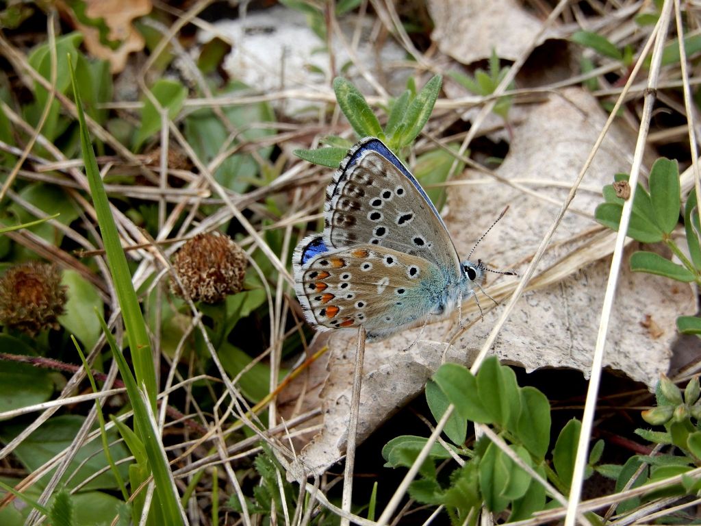 Polyommatus icarus?  No, Polyommatus bellargus