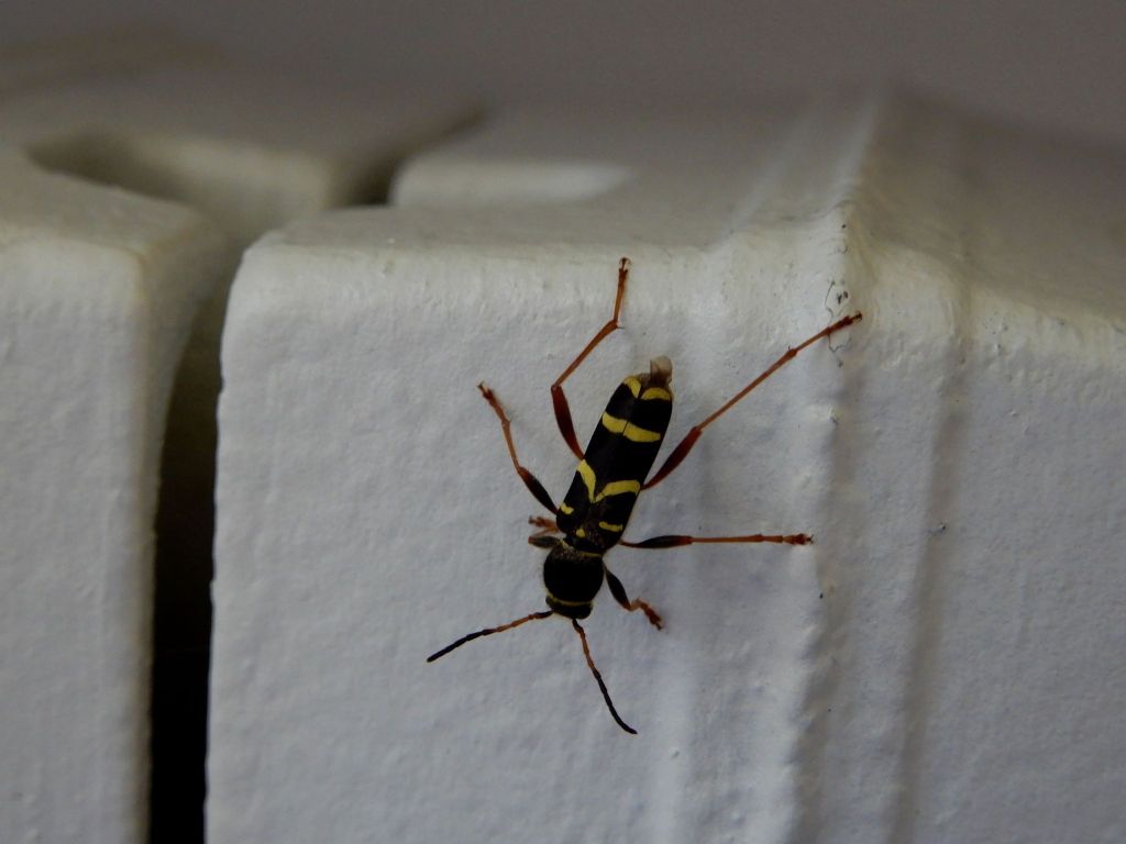 Cerambycidae: Clytus arietis