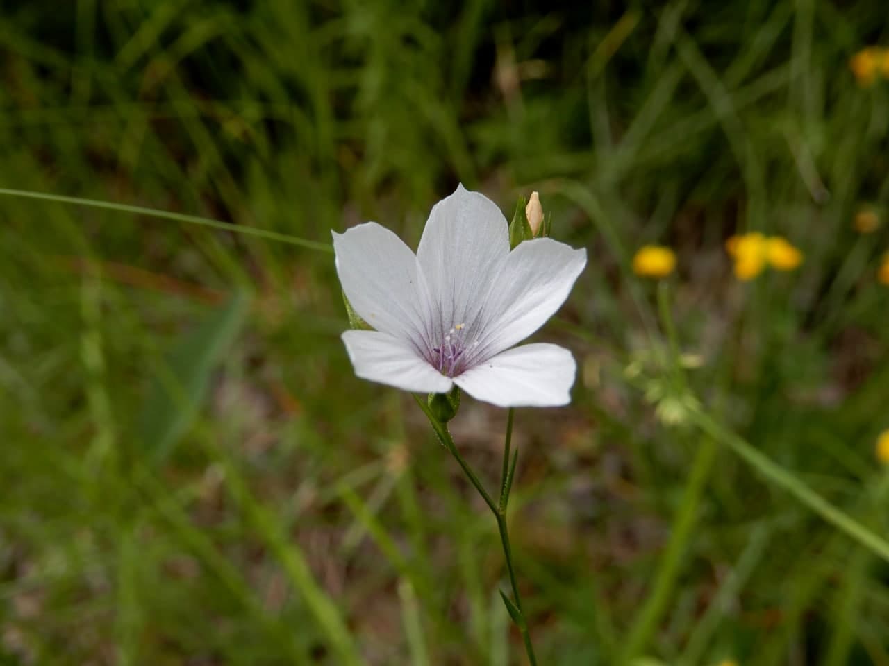 Linum tenuifolium