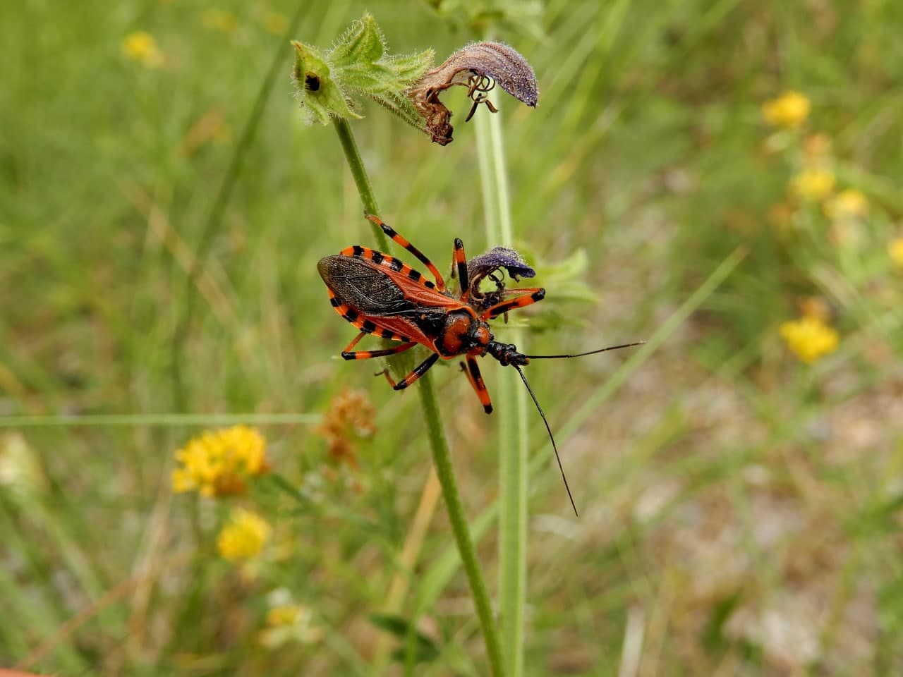 Rhynocoris rubricus?