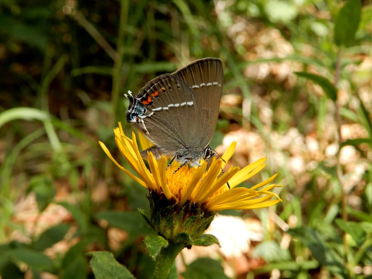 Satyrium spini