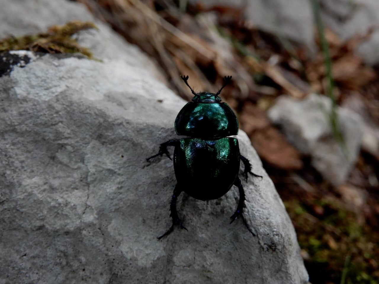 Geotrupidae: Anoplotrupes stercorosus? No, Trypocopris sp.