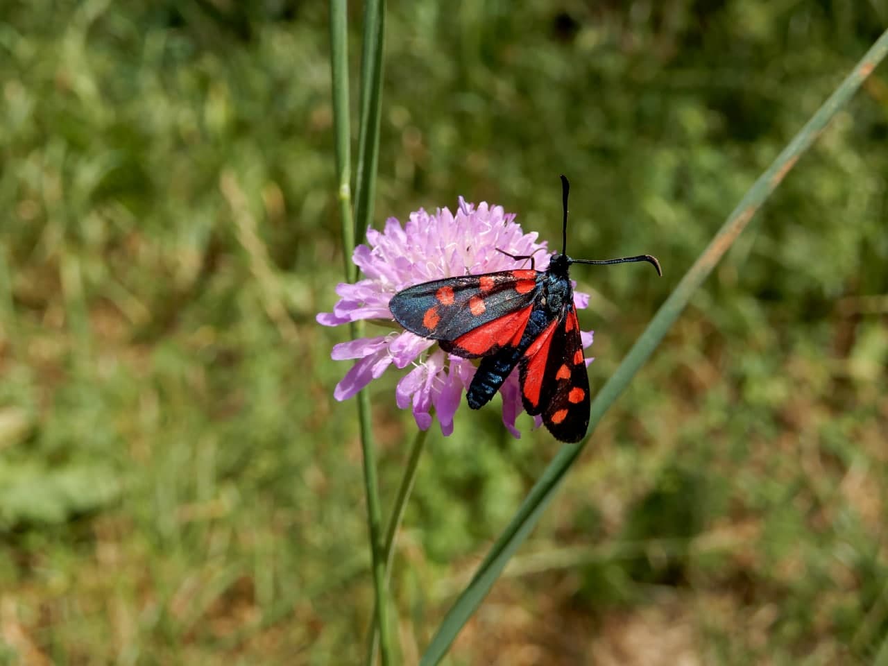 Zygaena transalpina - Zygaenidae