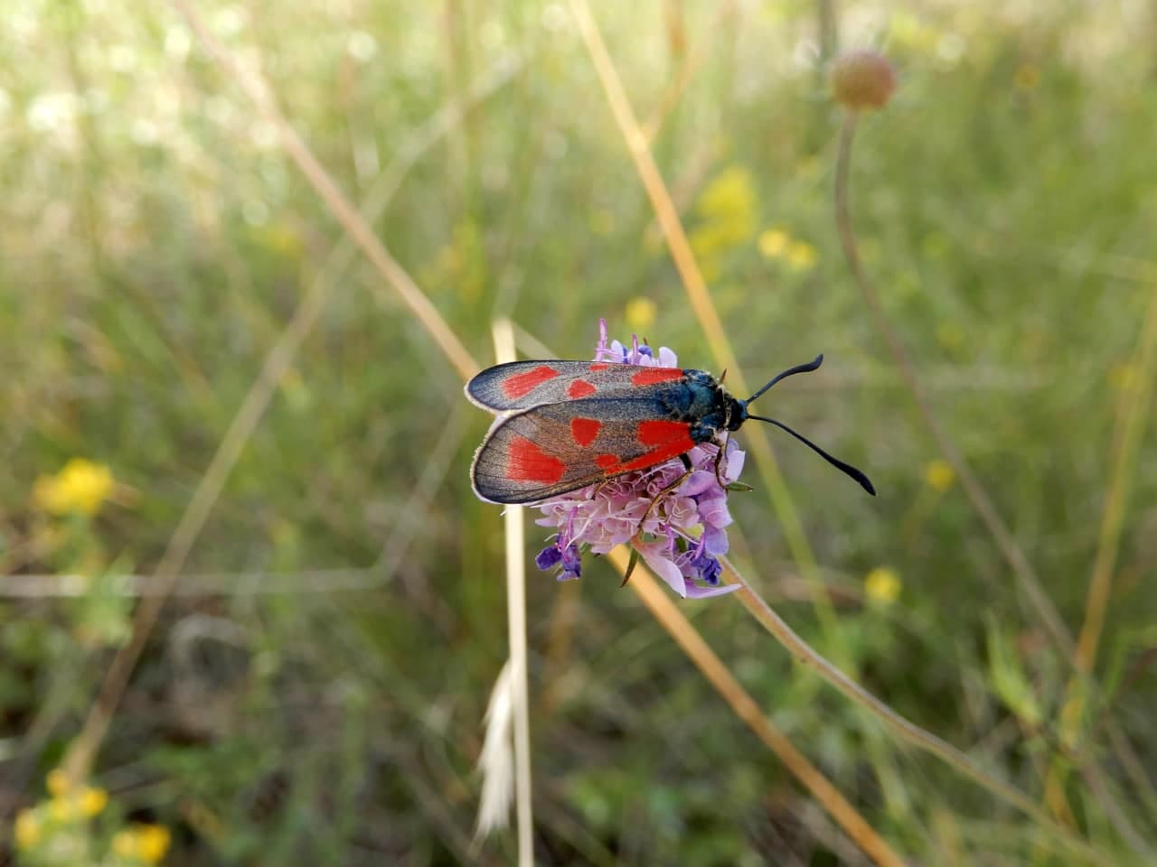Zygaena loti - Zygaenidae