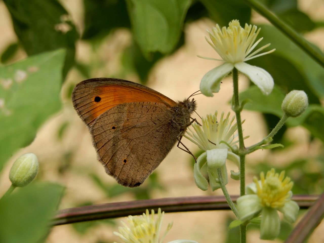 Maniola jurtina (Nymphalidae), maschio