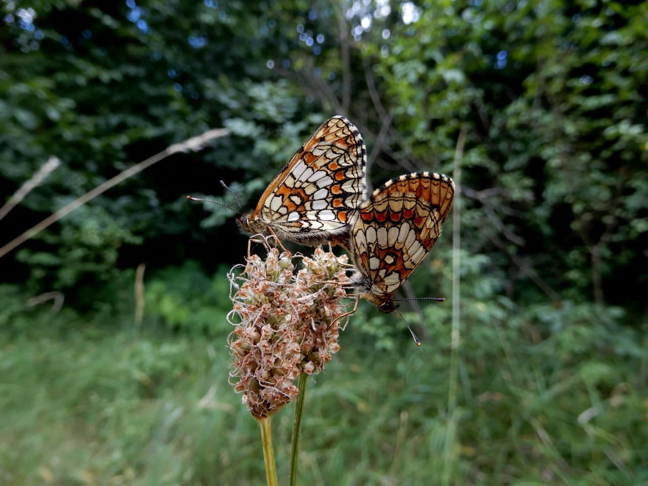 Melitaea celadussa/athalia