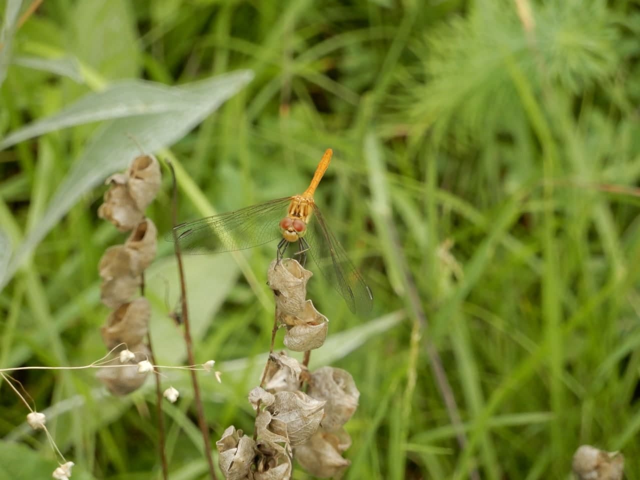 Sympetrum sp.