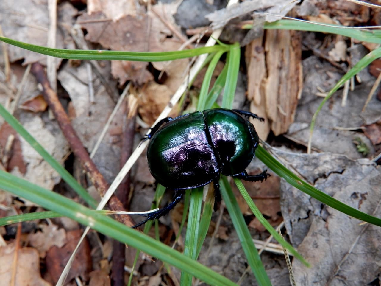 Geotrupidae: Trypocopris sp.