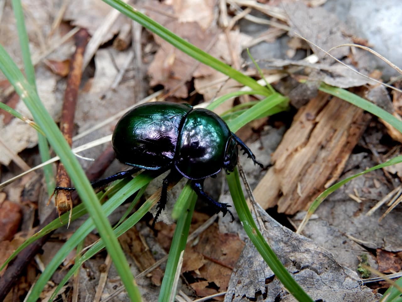 Geotrupidae: Trypocopris sp.