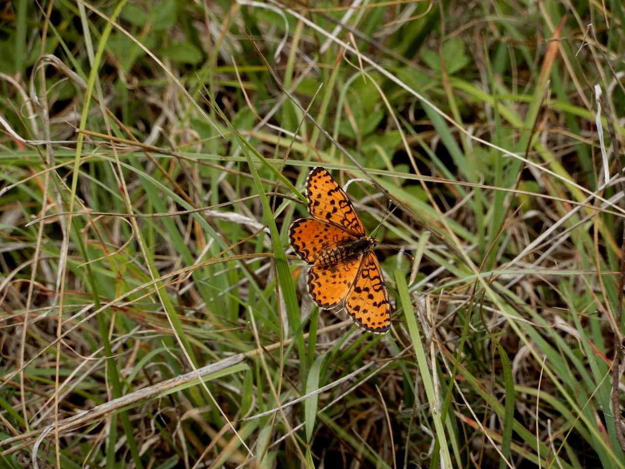 Da determinare - Melitaea didyma