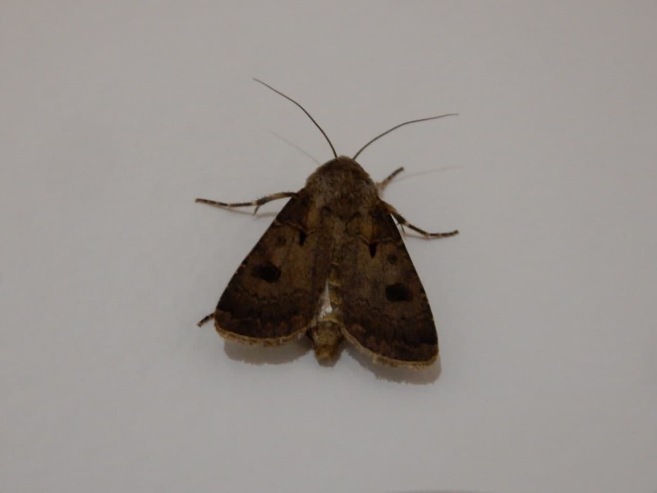 Agrotis exclamationis (Noctuidae)