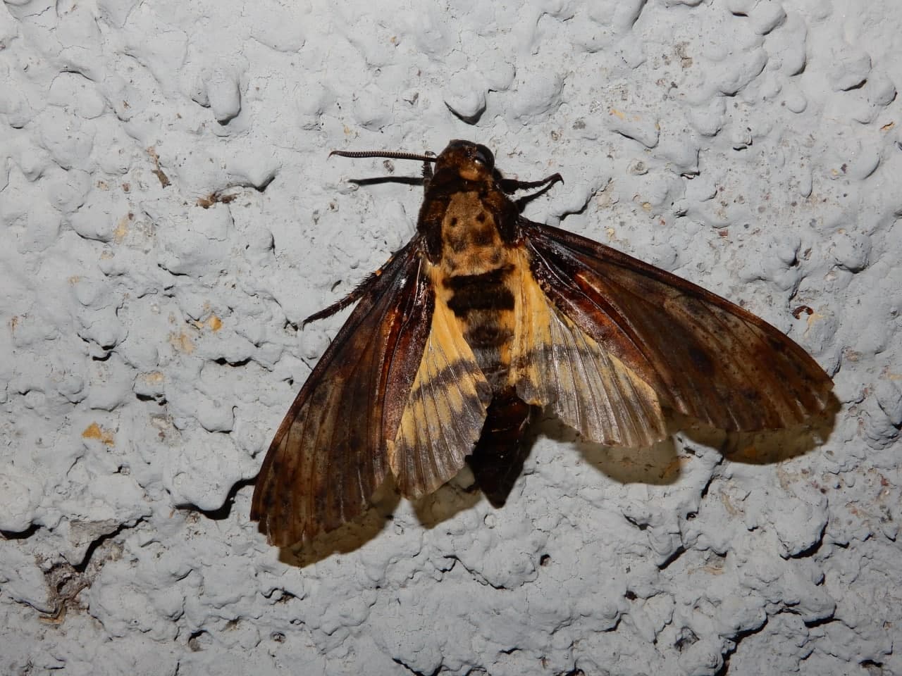 Acherontia atropos (Sphingidae)