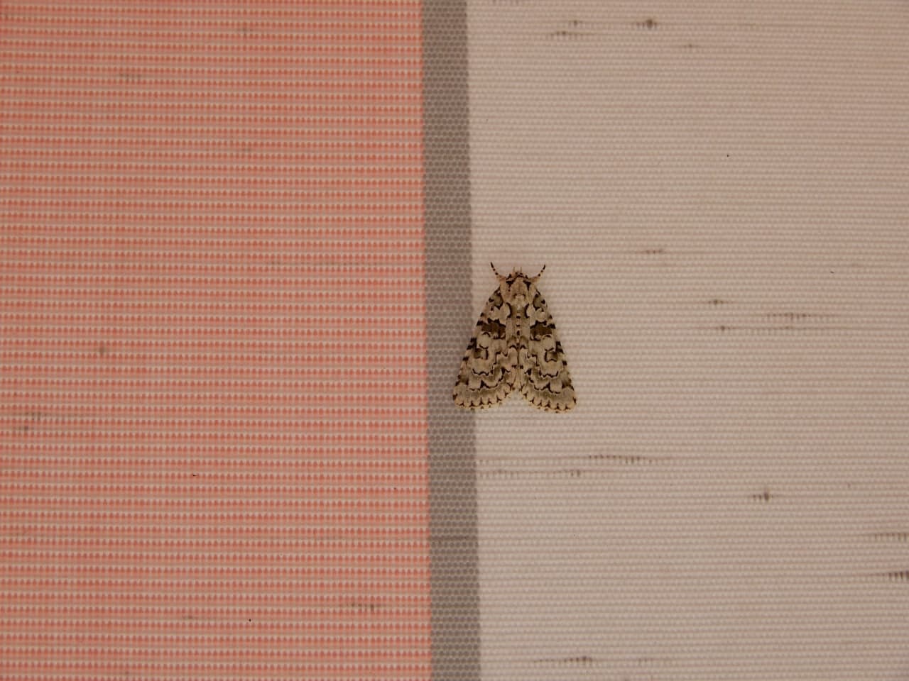 Nyctobrya muralis (Noctuidae)