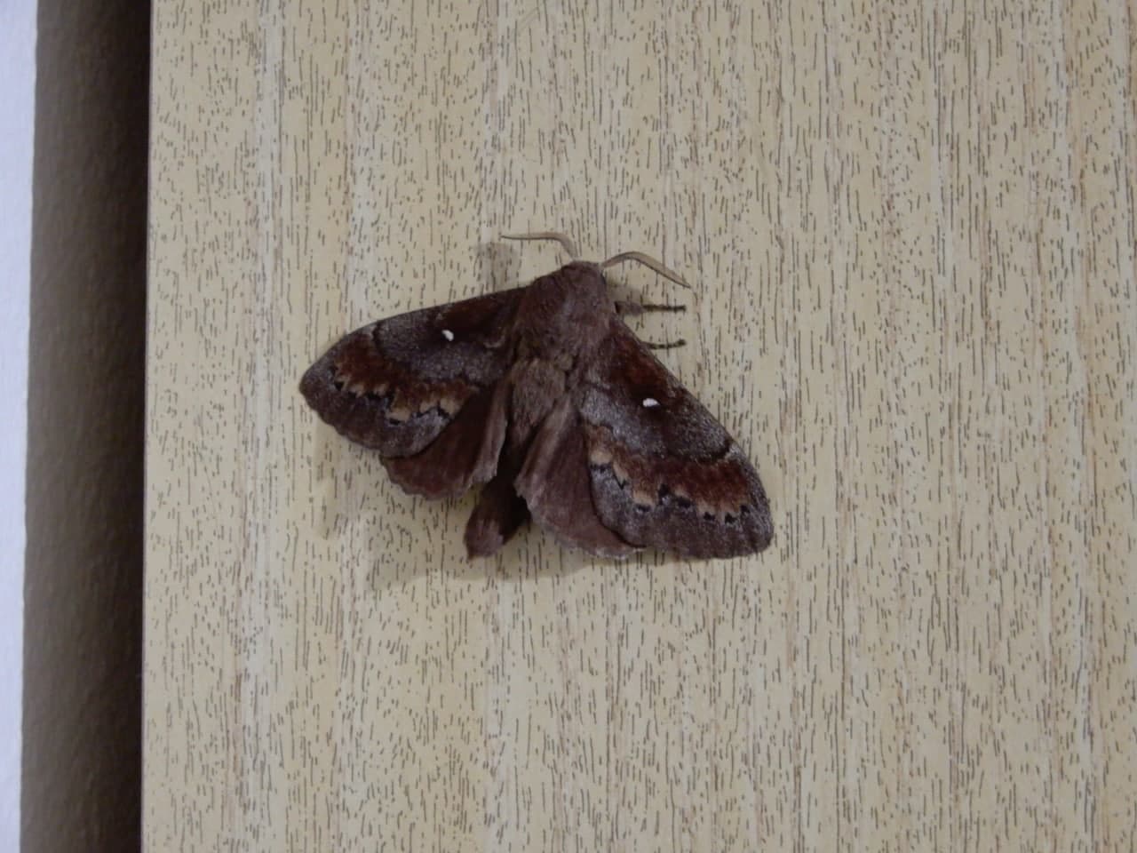 Dendrolimus pini - Lasiocampidae