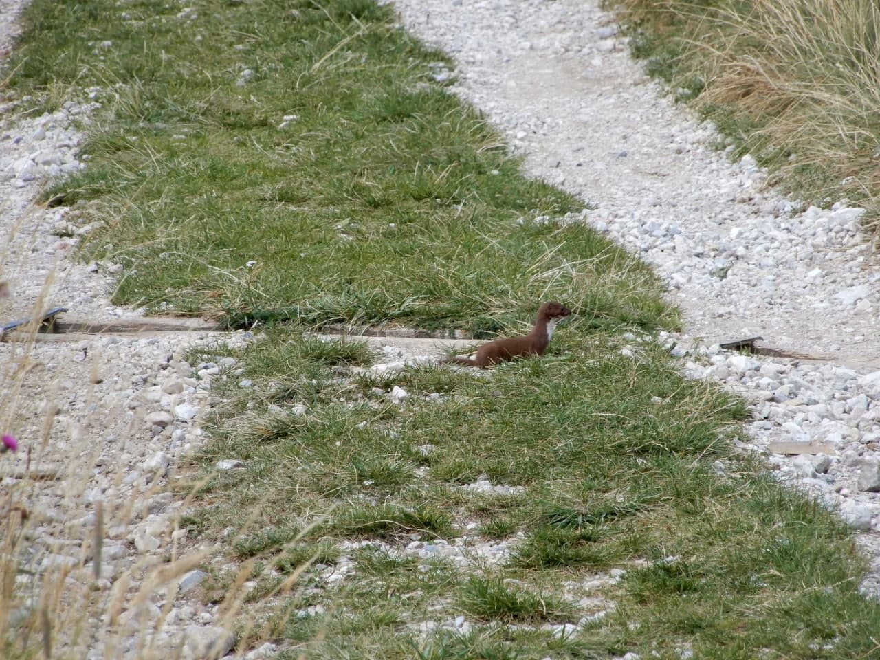 Mustelidae: Donnola (Mustela nivalis)