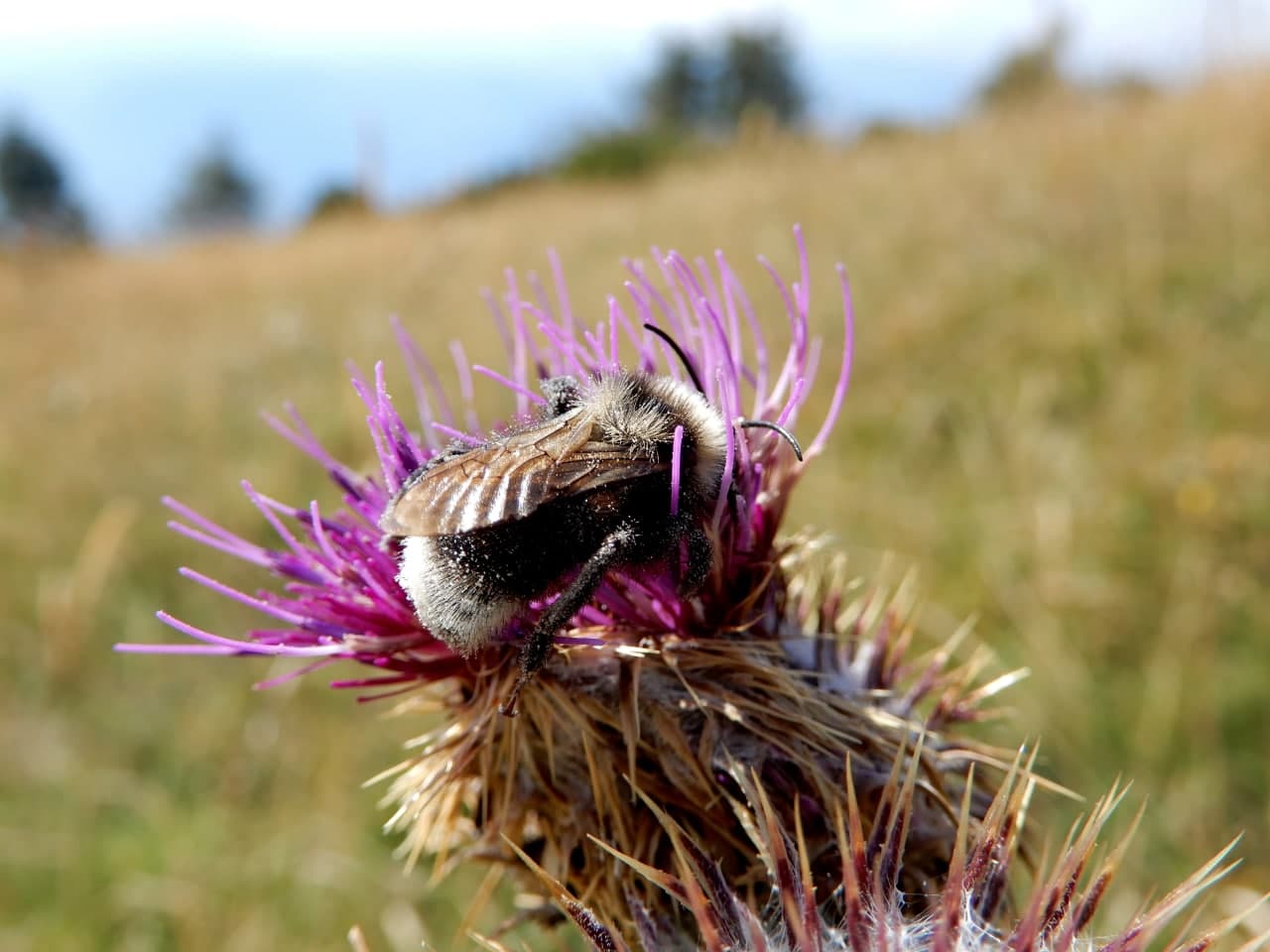 Apidae: cfr. Bombus (Psithyrus) sp.