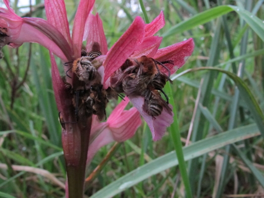 Orchidea carnivora?