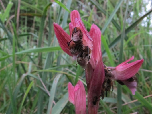 Orchidea carnivora?