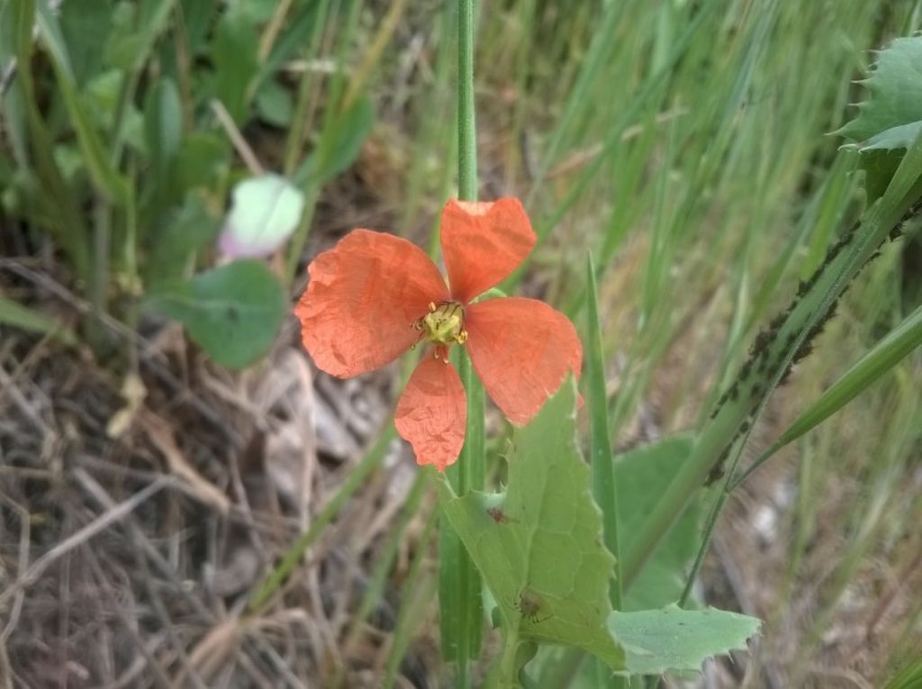 Papaver hybridum ?... pi probabile Papaver pinnatifidum
