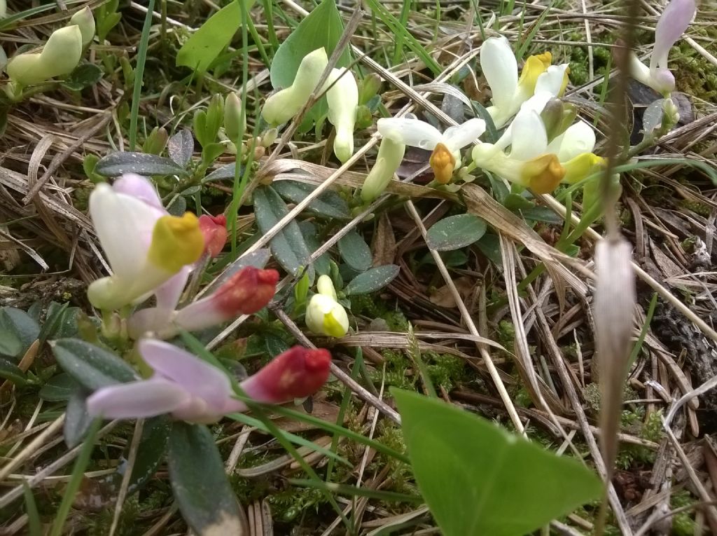 Polygala chamaebuxus  (Polygalaceae)