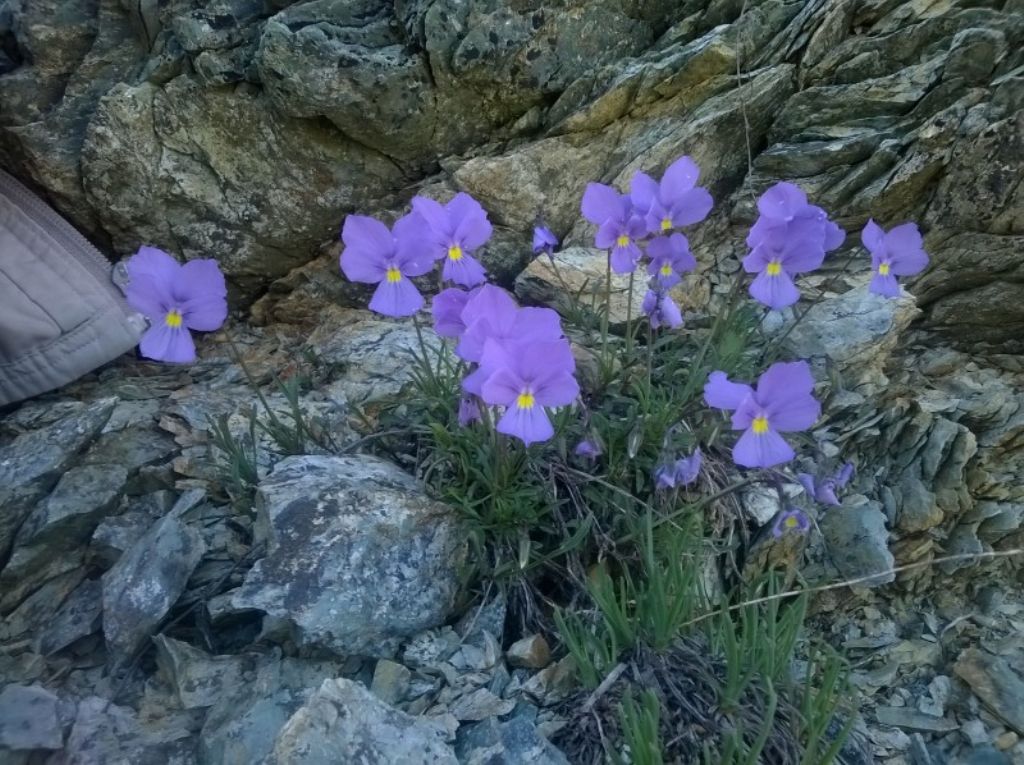 Viola bertolonii
